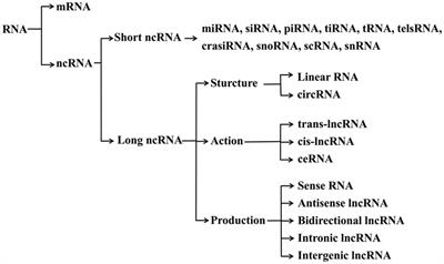 Long Non-Coding RNAs: Emerging and Versatile Regulators in Host–Virus Interactions